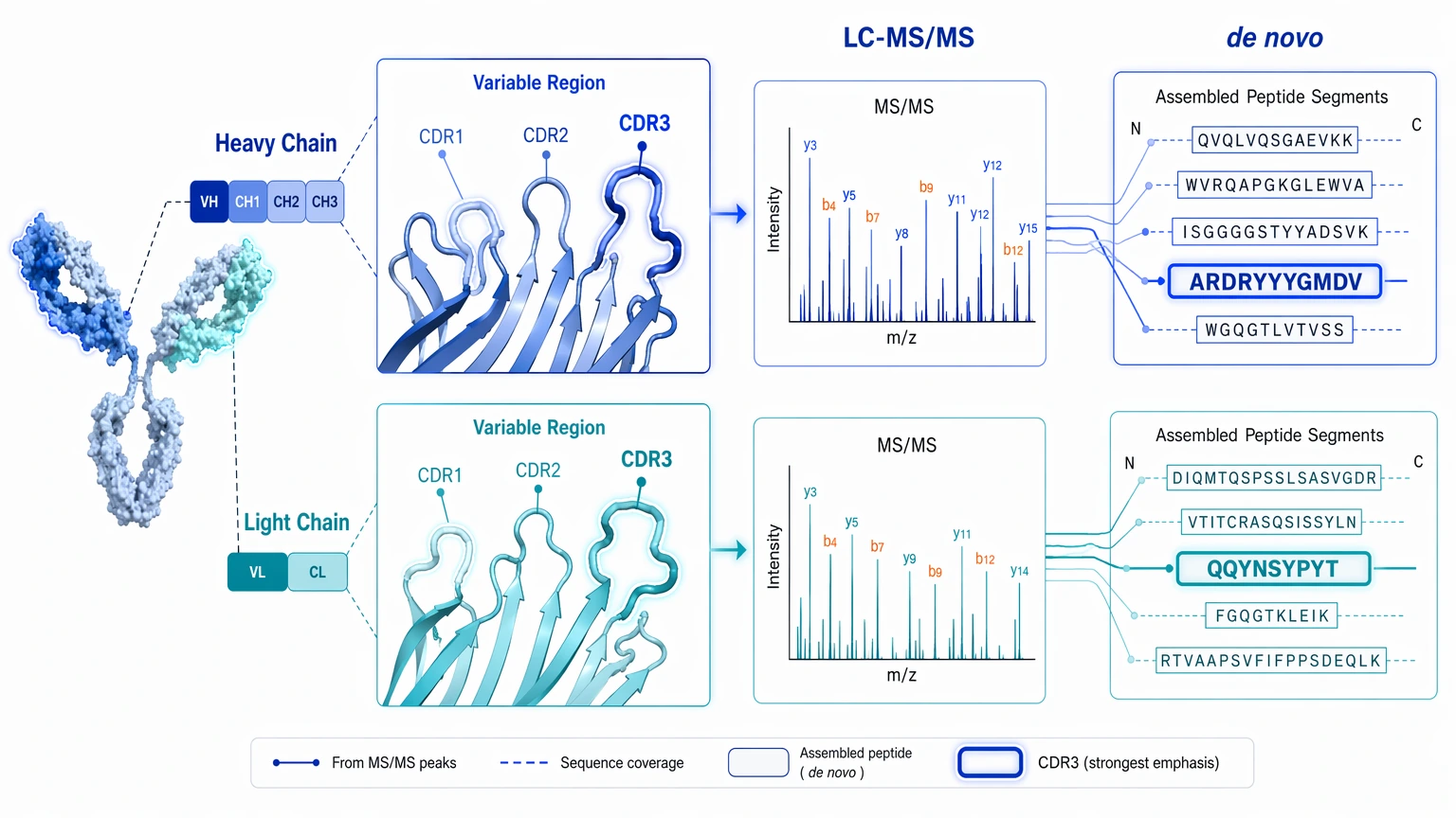 Hybridoma monoclonal antibody sequencing diagram showing de novo LC-MS/MS evidence for heavy chain, light chain, and CDR3