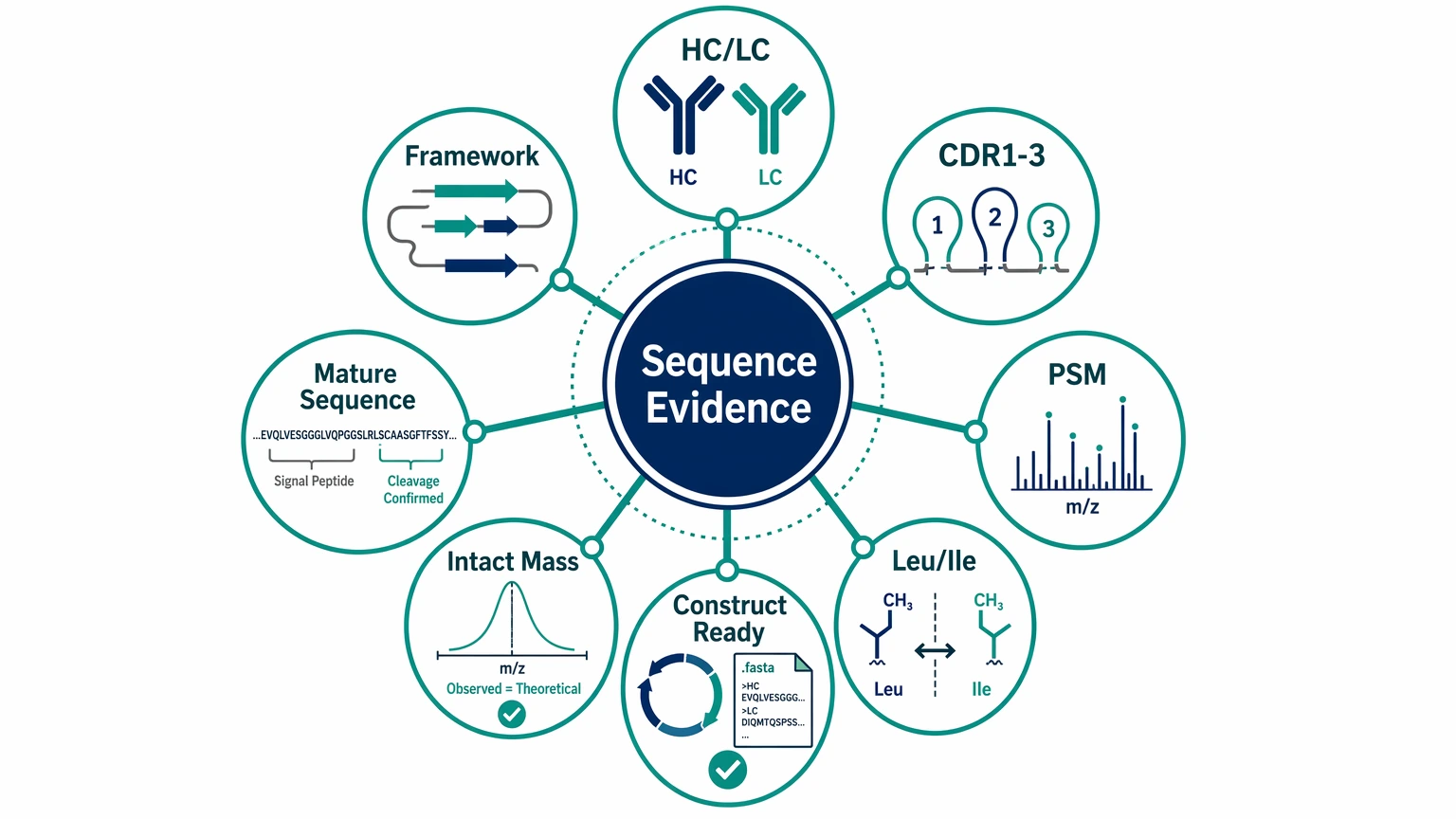 Hybridoma monoclonal antibody sequencing checkpoint map for coverage, CDR3 support, PSM evidence, and construct readiness