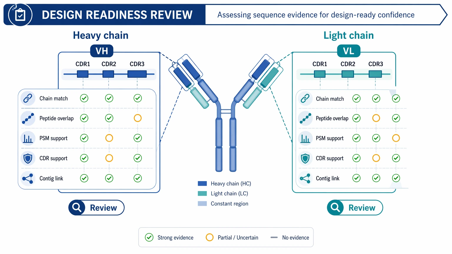 Monoclonal antibody sequencing evidence map showing heavy chain and light chain assignment with CDR support checkpoints.