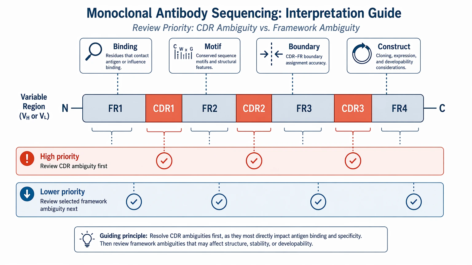 Monoclonal antibody sequencing variable-region map highlighting higher review priority for CDR ambiguity than framework ambiguity.