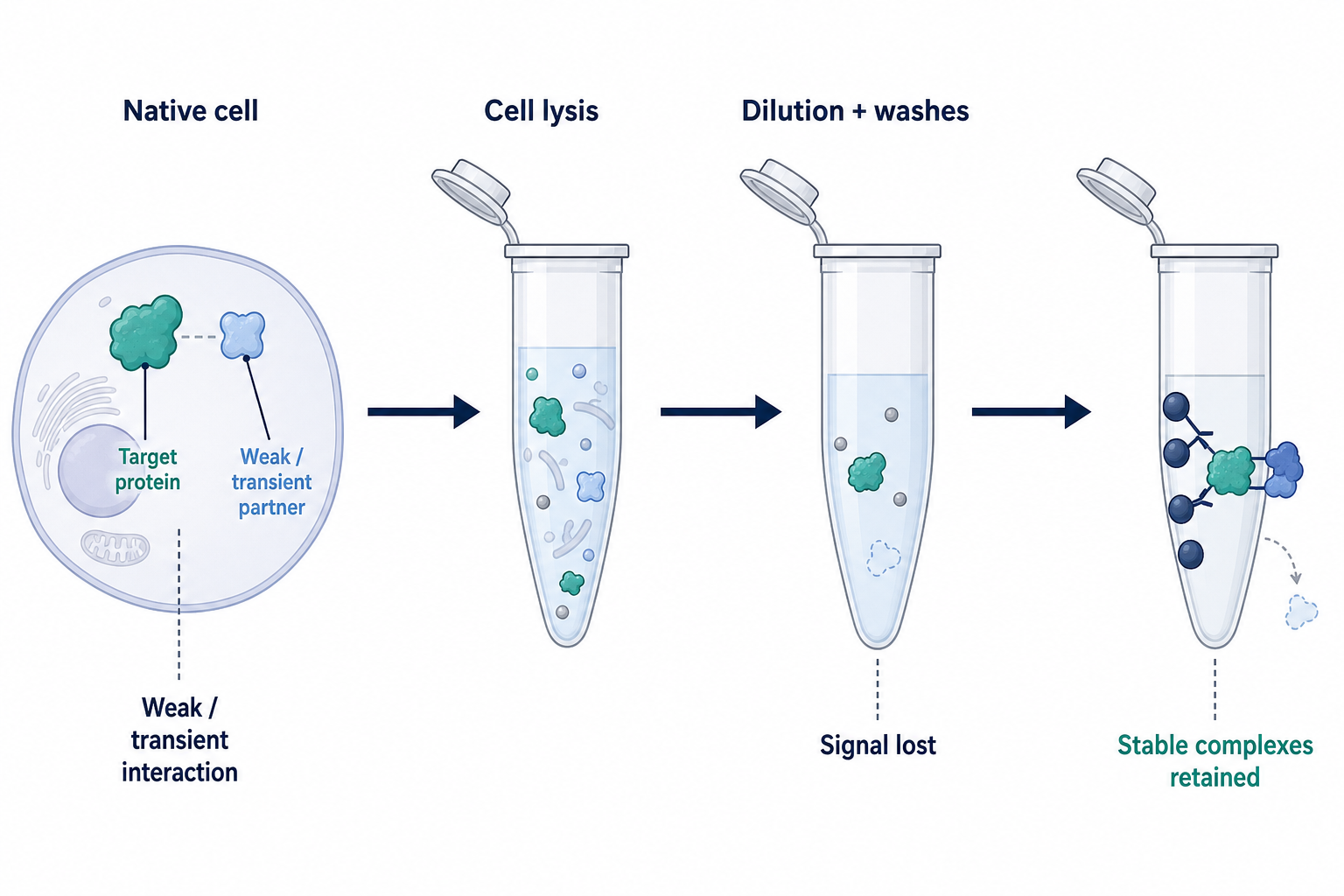 Why weak and transient interactions can be lost during Co-IP