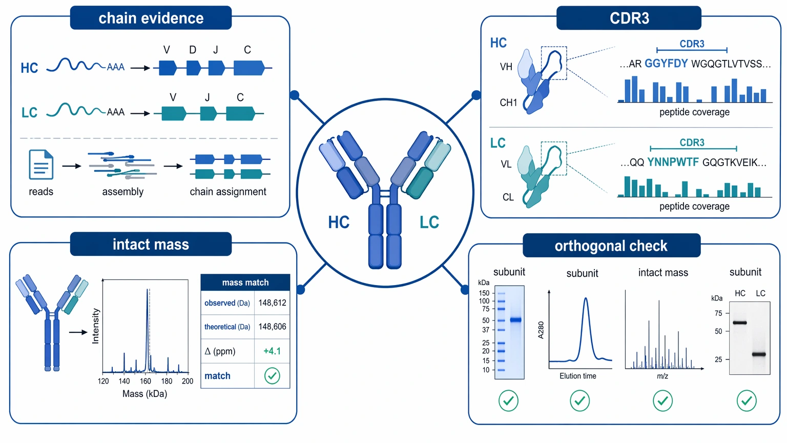 Hybridoma monoclonal antibody sequencing evidence map for verified HC/LC pairing