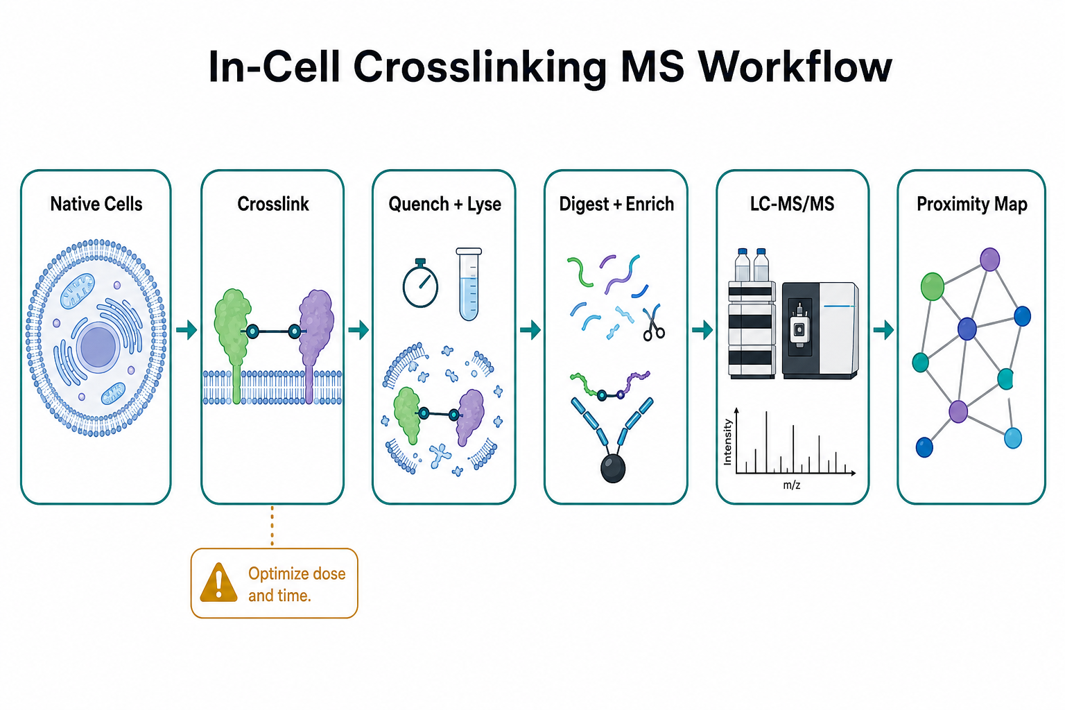 In-cell crosslinking MS workflow