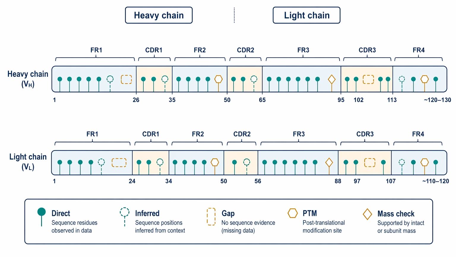 Monoclonal antibody sequencing evidence map across heavy chain, light chain, and CDR regions