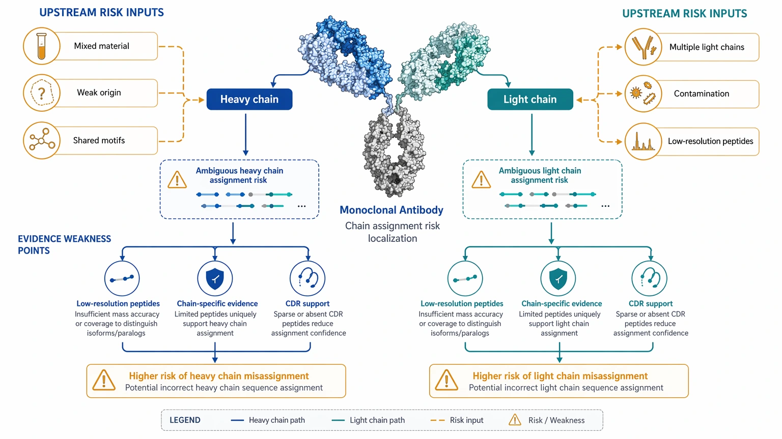 Monoclonal antibody sequencing diagram showing heavy chain light chain misassignment risks and weak chain-specific evidence