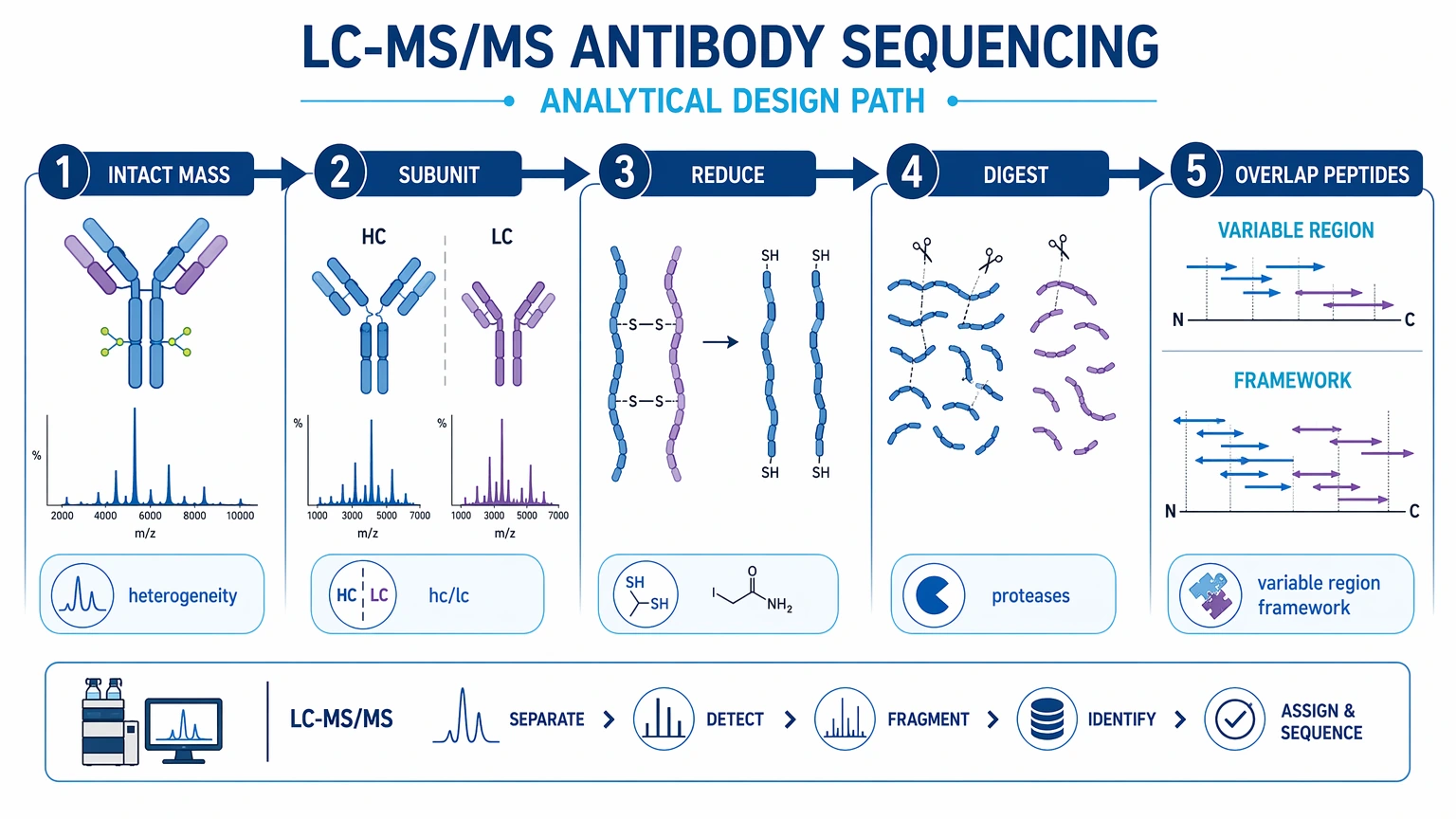 monoclonal antibody sequencing illustration: LC-MS/MS antibody sequencing analytical design path from intact mass review to overlapping peptide generation