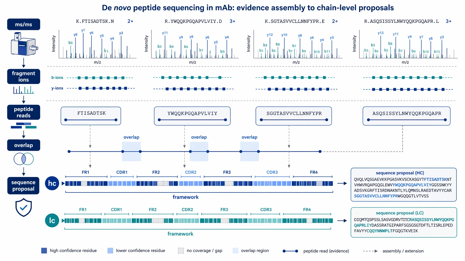 Monoclonal antibody sequencing diagram showing de novo peptide reads assembled into heavy and light chain sequence proposals