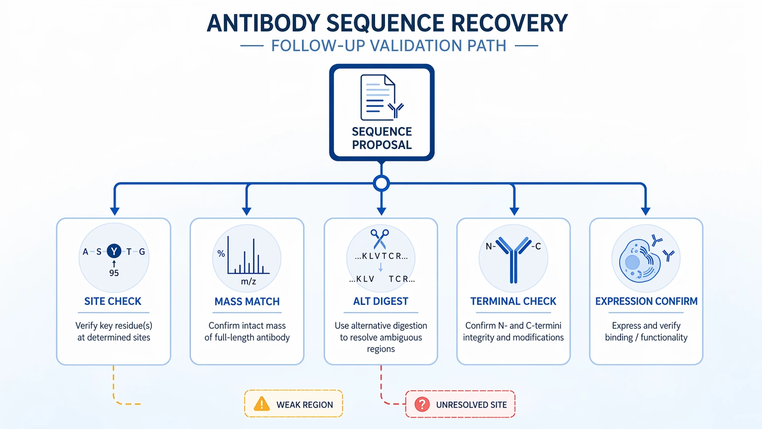 monoclonal antibody sequencing illustration: Antibody sequence recovery validation path showing site checks, mass match, alternative digestion, terminal check, and expression confirmation