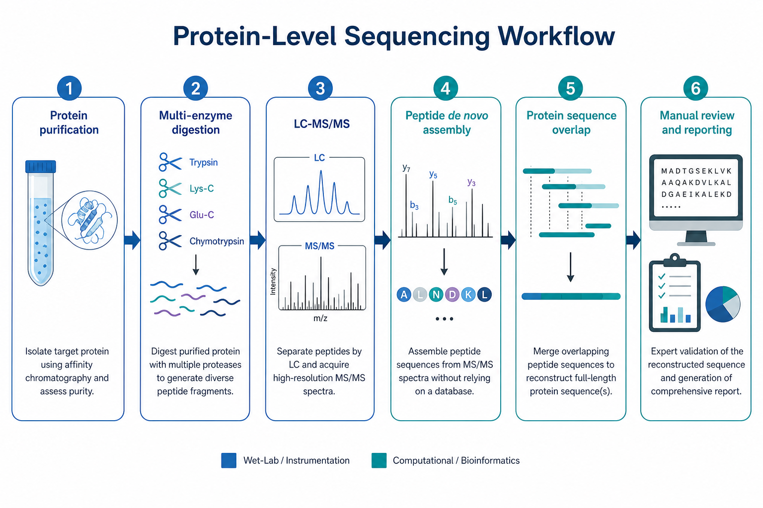 ## Introduction  Protein sequence is often treated as solved once a gene or construct sequence is available. In many research settings, that assumption breaks down. A purified band may not match any database entry. A recombinant product may differ from the intended construct. An antibody variable region may lack complete transcript data. A sample from a non-model organism may contain proteins with no reliable reference proteome. In these cases, researchers need sequence evidence derived from the protein itself rather than from an inferred database match.  This workflow addresses the need by assembling peptide-level MS/MS evidence into a longer protein sequence map. The method is built on peptide de novo interpretation, but the scientific value usually lies at the protein level: confirming a domain, identifying an unknown protein, validating a biologic, or documenting a sequence variant. Because protein-level assembly depends on overlapping peptides, spectrum quality, and manual review, the approach is more demanding than routine database-search proteomics.  ## Related Services  | Research Need                                      | Recommended Service Direction                                | | -------------------------------------------------- | ------------------------------------------------------------ | | Confirm full protein sequence by mass spectrometry | [De Novo Protein Sequencing Service](https://www.mtoz-biolabs.com/protein-de-novo-sequencing.html) | | Derive peptide sequence without database matching  | [De Novo Sequencing Service](https://www.mtoz-biolabs.com/de-novo-sequencing.html) | | Sequence unknown or poorly annotated proteins      | [Unknown Proteins Sequencing Service](https://www.mtoz-biolabs.com/sequencing-of-unknown-proteins.html) | | Sequence antibodies with incomplete reference data | [De Novo Antibody Sequencing Service](https://www.mtoz-biolabs.com/antibody-de-novo-sequencing.html) | | Support broader MS-based sequence analysis         | [Protein Sequencing Service by Mass Spectrometry](https://www.mtoz-biolabs.com/sequence-analysis-based-on-mass-spectrometry.html) |  For projects that require protein-level sequence proof rather than peptide identification alone, MtoZ Biolabs can help evaluate whether protein-level sequencing, peptide mapping, antibody sequencing, or a combined MS workflow fits the sample and reporting goal.  ## What Is De Novo Protein Sequencing?  De novo protein sequencing is the process of determining protein sequence by assembling de novo-derived peptides into a contiguous or partially contiguous sequence map. Individual peptides are interpreted from MS/MS spectra without requiring a prior database match. Overlapping peptides from one or more protease digests are then aligned to build a longer sequence. The result may range from a confirmed local region to near full-length coverage, depending on sample quality, digestion design, and MS depth.  This approach differs from standard protein identification. Database search assigns spectra to known entries. De novo protein sequencing builds sequence evidence when the correct protein sequence is unknown, incomplete, proprietary, or potentially different from the expected construct. It also differs from Edman degradation, which reads N-terminal sequence stepwise. MS-based sequence analysis can analyze internal peptides from digested proteins and support broader coverage when multiple enzymes and overlapping peptides are used.  ## How Protein-Level Sequencing Works  A typical workflow begins with protein purification or enrichment. The protein is digested with one or more proteases to generate peptides suitable for LC-MS/MS analysis. High-quality MS/MS spectra are interpreted at the peptide level. Confirmed peptide sequences are then mapped onto a protein sequence scaffold using overlaps, shared residues, and complementary digest patterns.  Successful protein assembly depends on redundant coverage. A single peptide may confirm a short motif. Protein-level confidence increases when adjacent peptides overlap, when multiple enzymes produce consistent sequence segments, and when manual review resolves ambiguous residues. For antibodies, membrane proteins, and biopharmaceuticals, digestion strategy and fractionation are often customized to improve coverage of sequence-critical regions.  ![Protein-level sequencing workflow from purification to reporting](de-novo-protein-sequencing-principles-assets/de-novo-protein-sequencing-workflow.png)  <p align="center" alt=