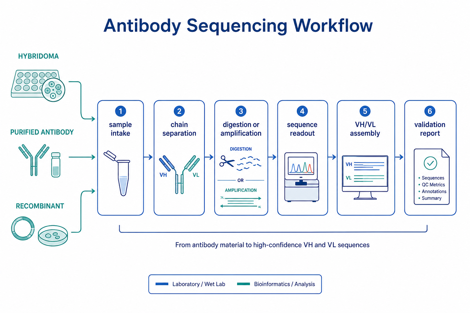 2072240748009443328-antibody-sequencing-workflow.png