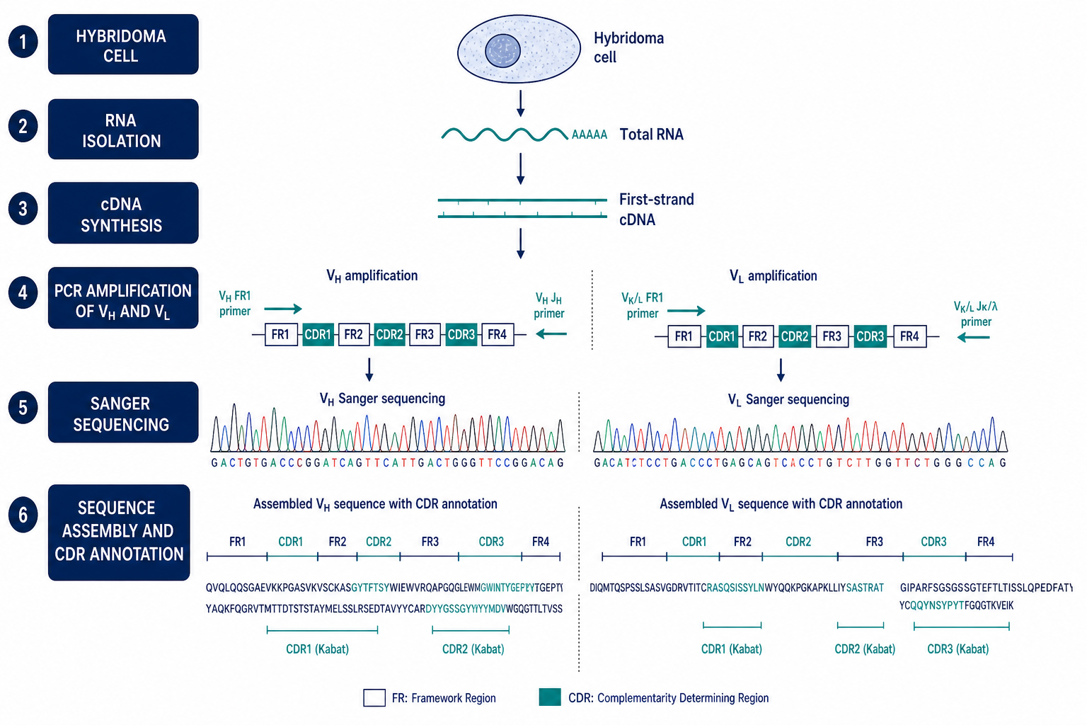 How Hybridoma Sequencing Works
