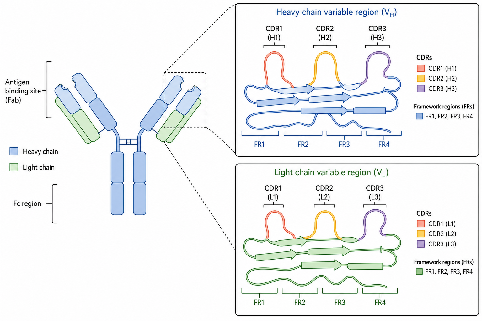 Antibody Regions Commonly Recovered