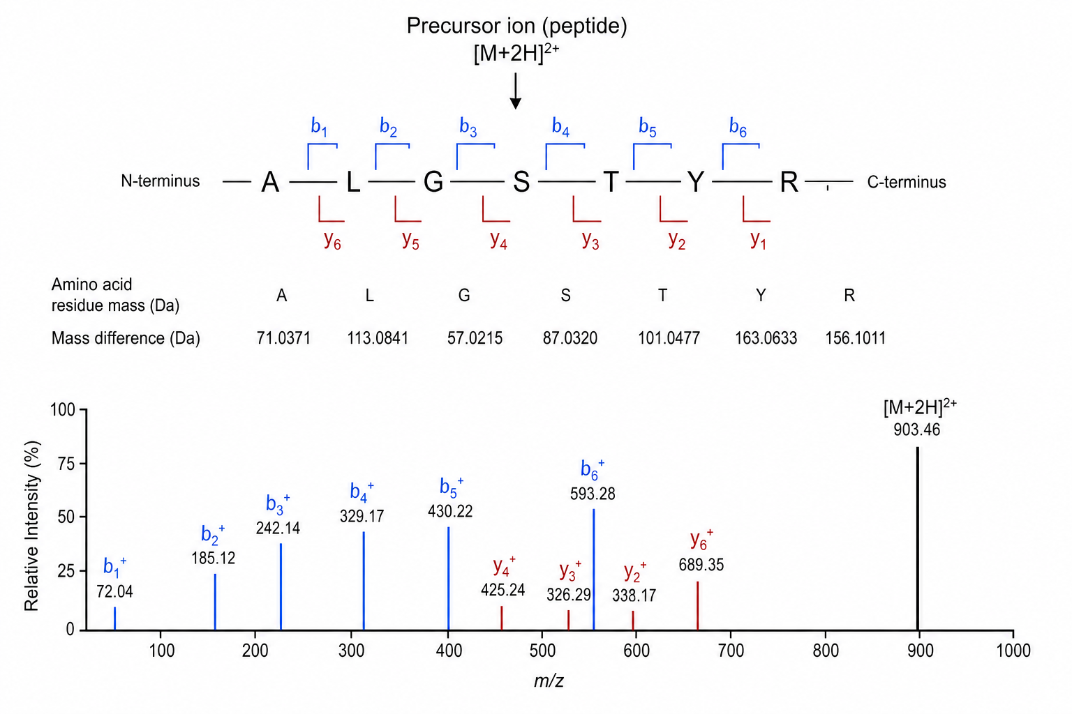 2072603270646419456-Figure_2_b-Ion_and_y-Ion_Series.png