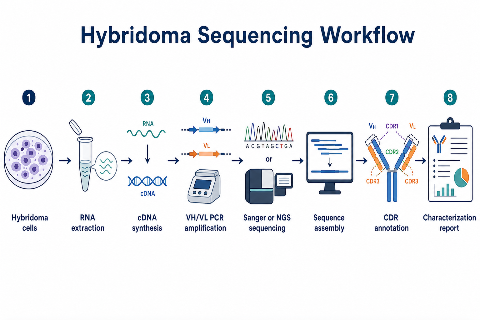 2072879180532502528-hybridoma-sequencing-workflow.png