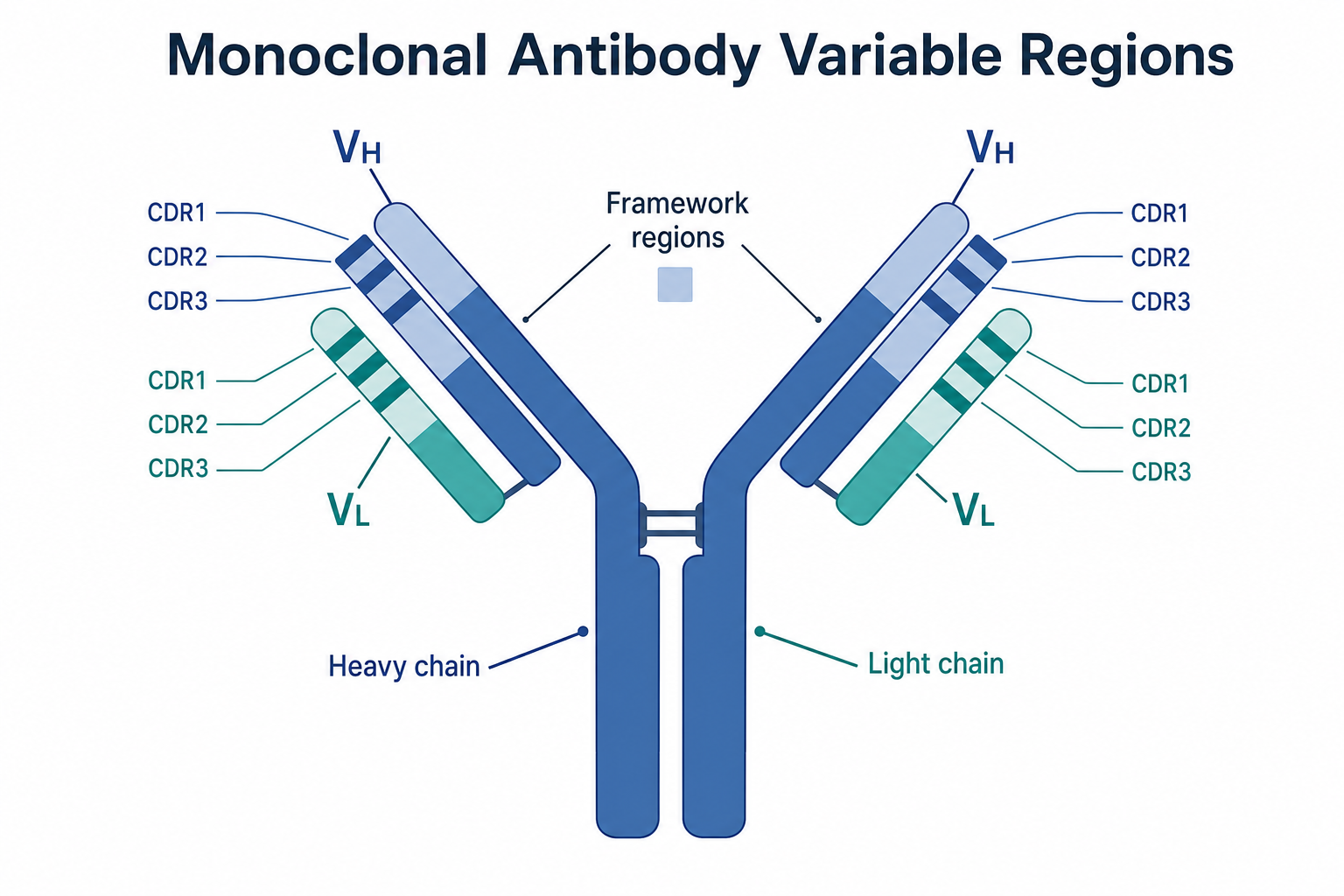 2072880269524815872-hybridoma-antibody-variable-regions.png