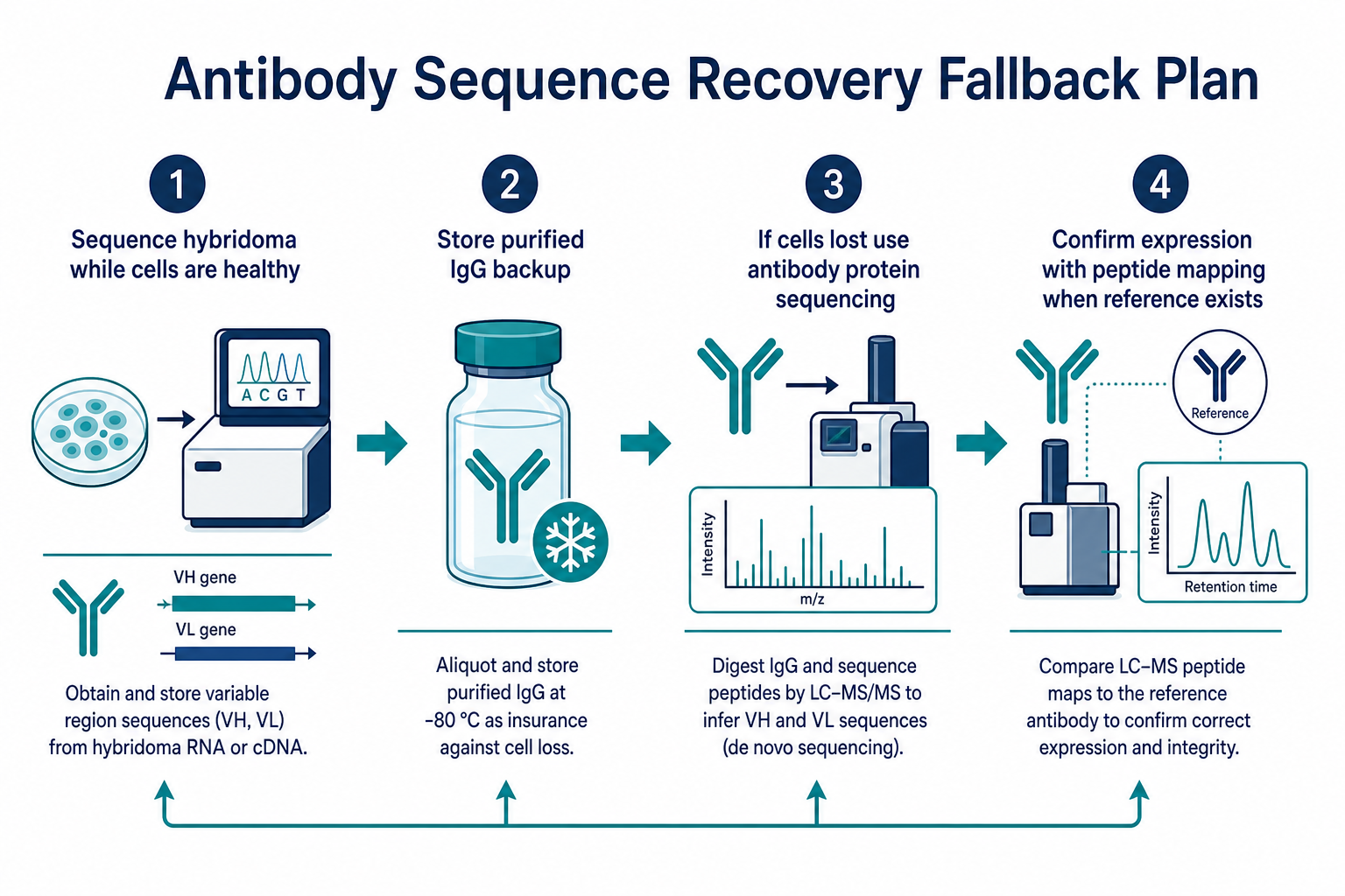 2074004238466371584-hybridoma-vs-antibody-protein-sequencing-fallback.png