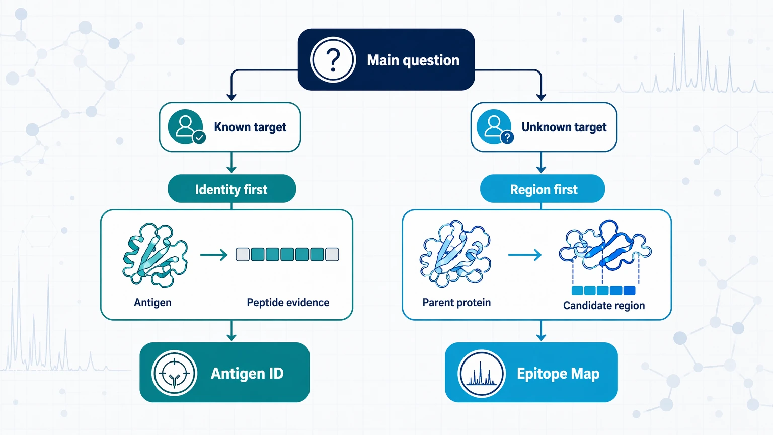 Antigen vs epitope selection guide showing when to choose antigen-level identification or epitope mapping