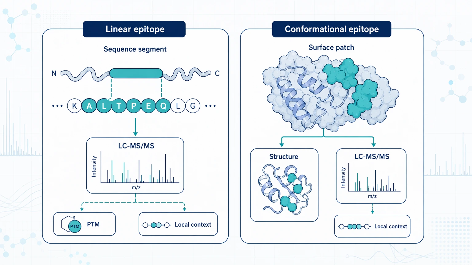 Antigen vs epitope evidence diagram comparing linear epitope and conformational epitope interpretation