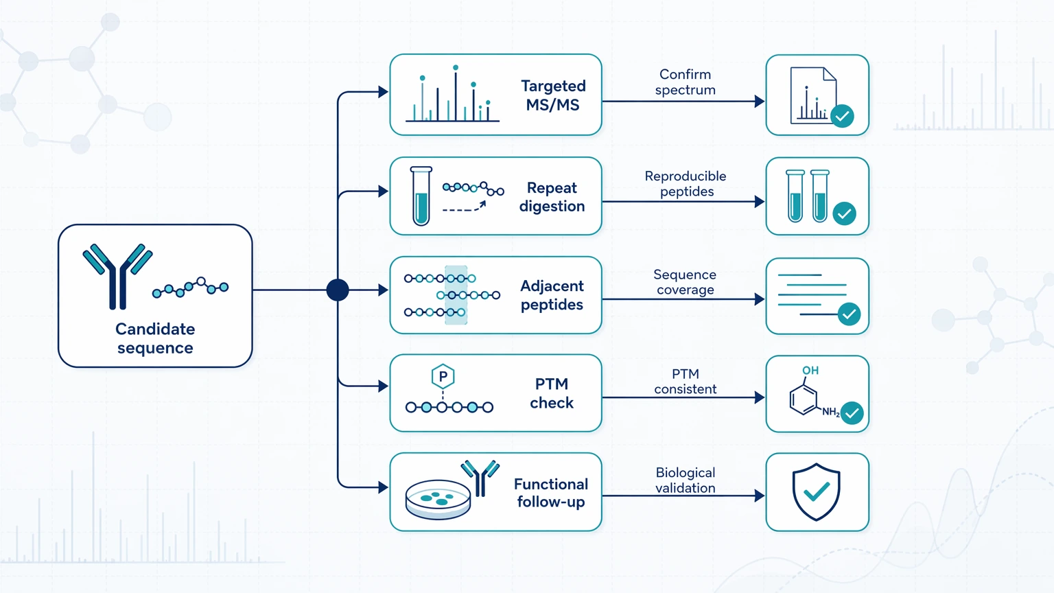 Follow-up validation path for antibody diversity and specificity analysis optimization after a candidate sequence finding, including targeted MS/MS, repeat digestion, peptide consistency, PTM checks, and functional follow-up.