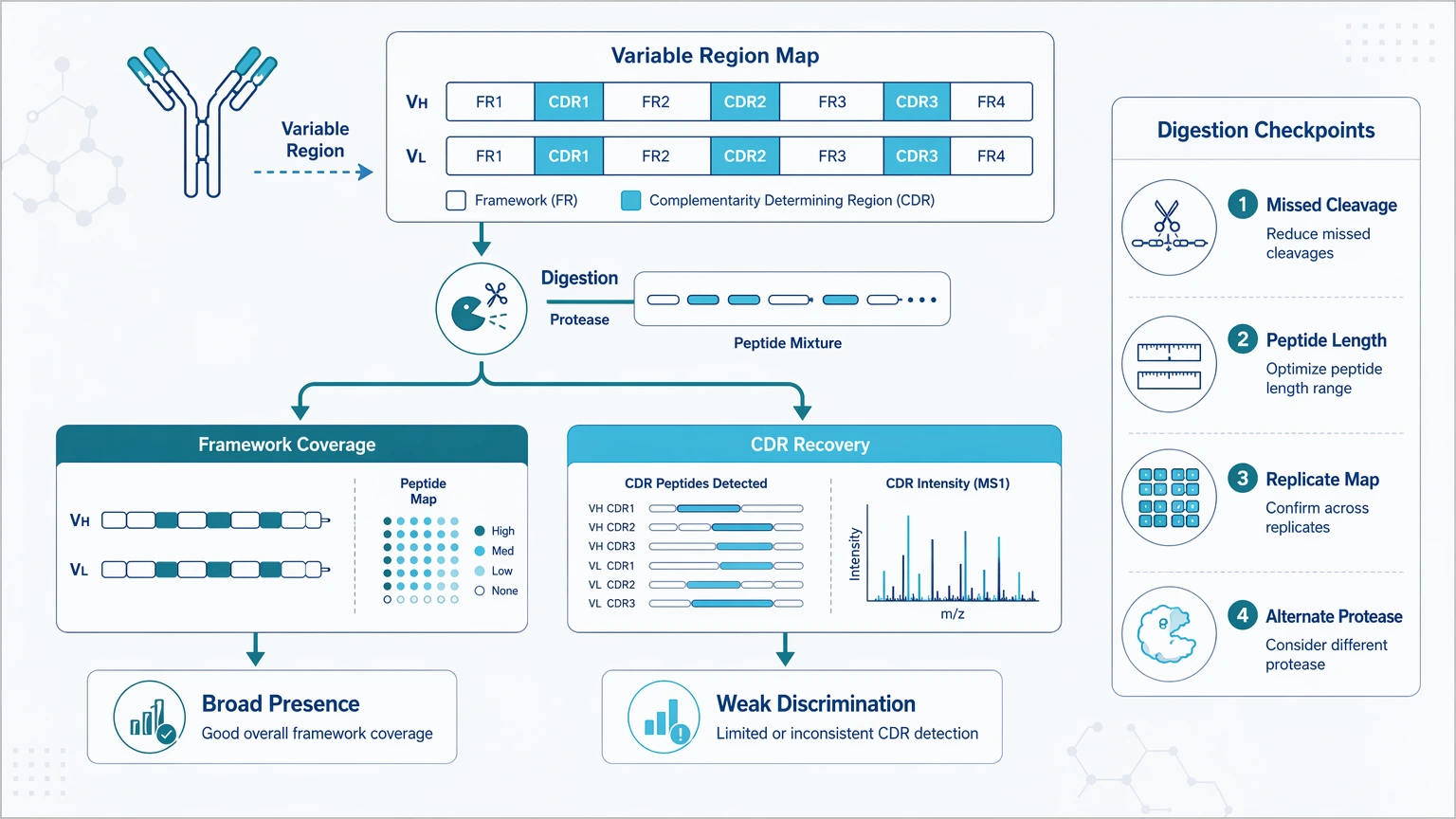 De novo peptide sequencing and antibody diversity and specificity analysis troubleshooting figure showing framework coverage versus weak CDR recovery after digestion.