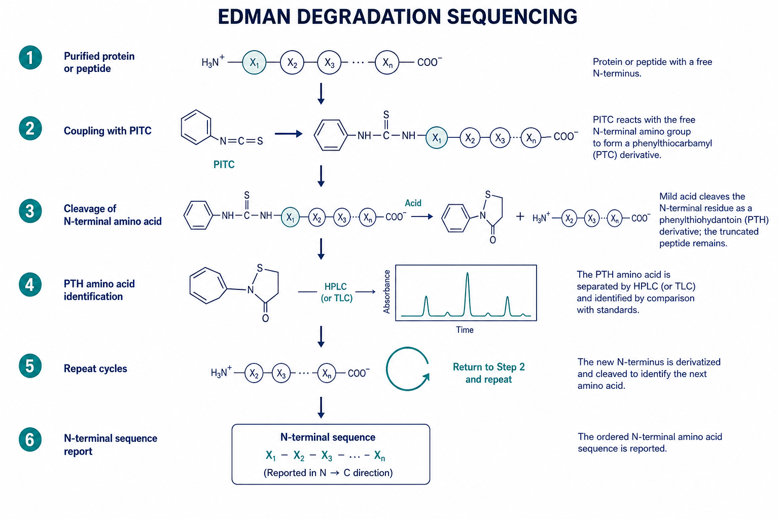  Edman sequencing workflow