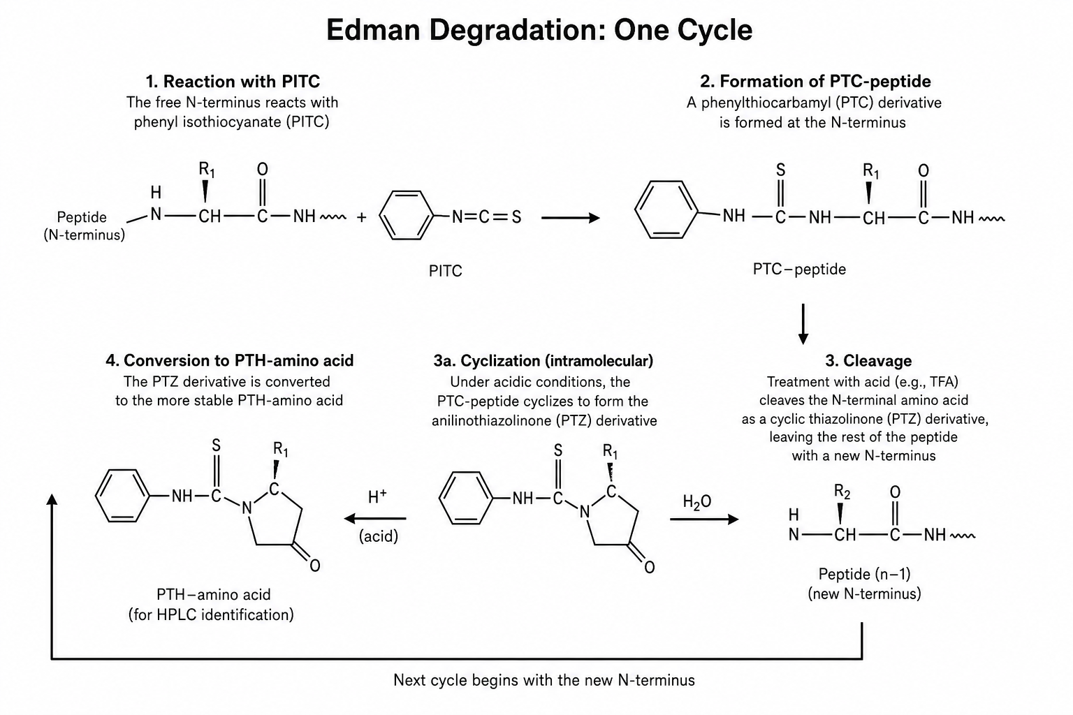 Edman Degradation: One Cycle
