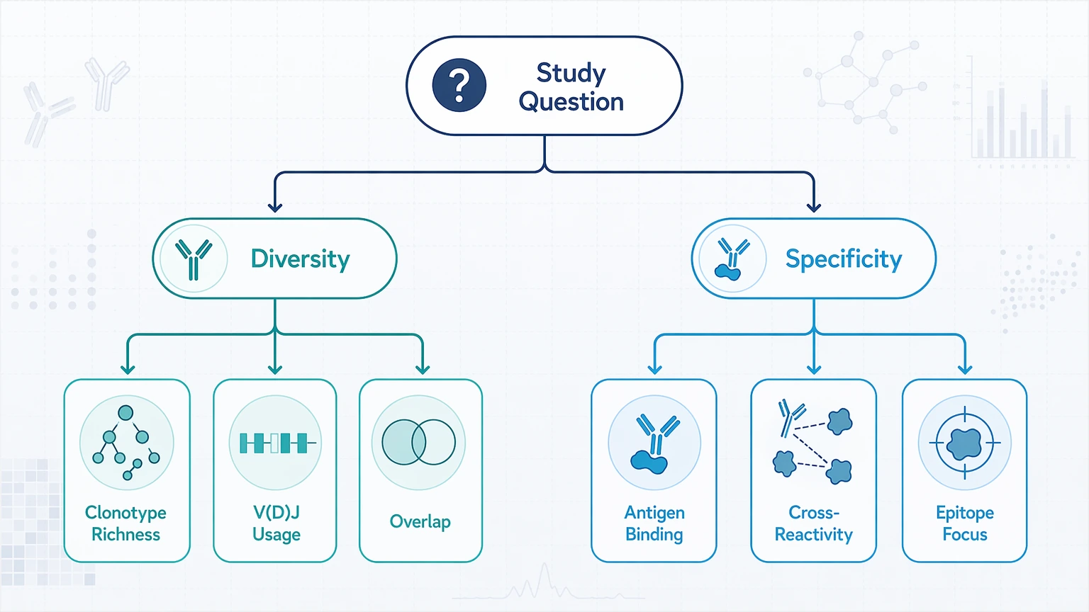 How to improve antibody diversity and specificity analysis workflows with a diversity and specificity decision path infographic.
