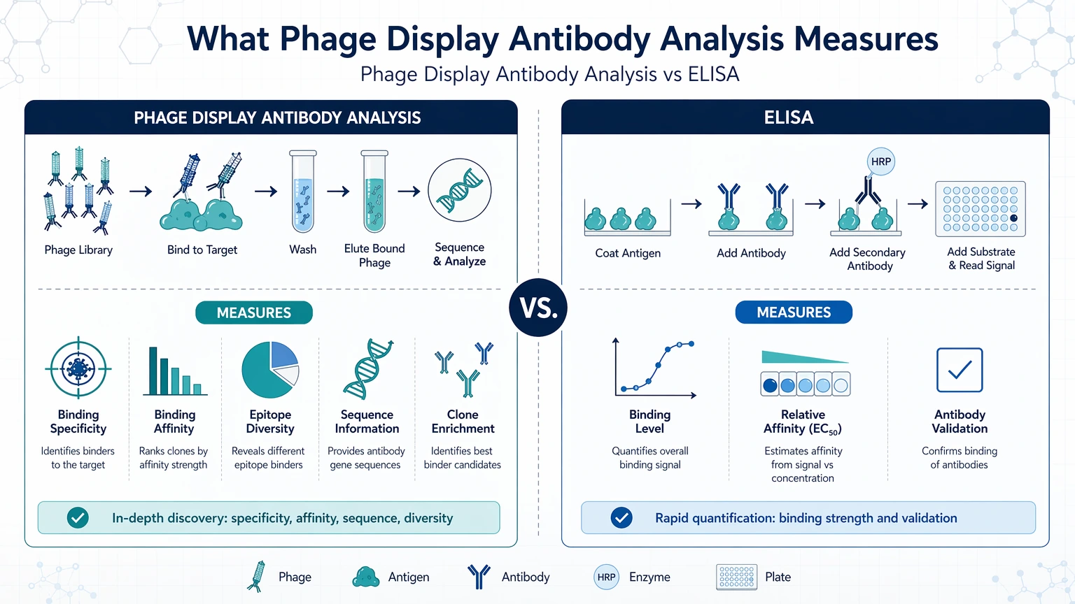 phage display antibody analysis vs elisa What Phage Display Antibody Analysis Measures visual guide