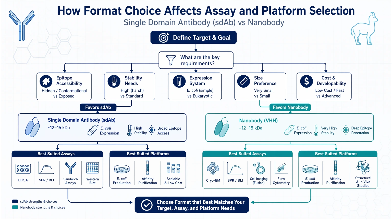 single domain antibody vs nanobody How Format Choice Affects Assay and Platform Selection visual guide