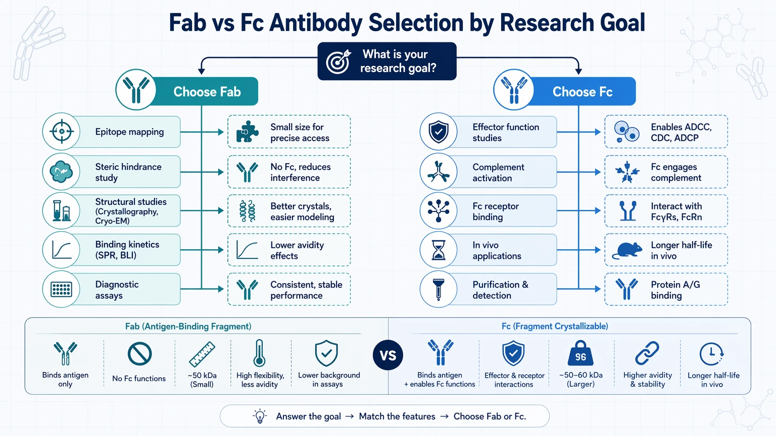 fab vs fc antibody Fab vs Fc Antibody Selection by Research Goal visual guide