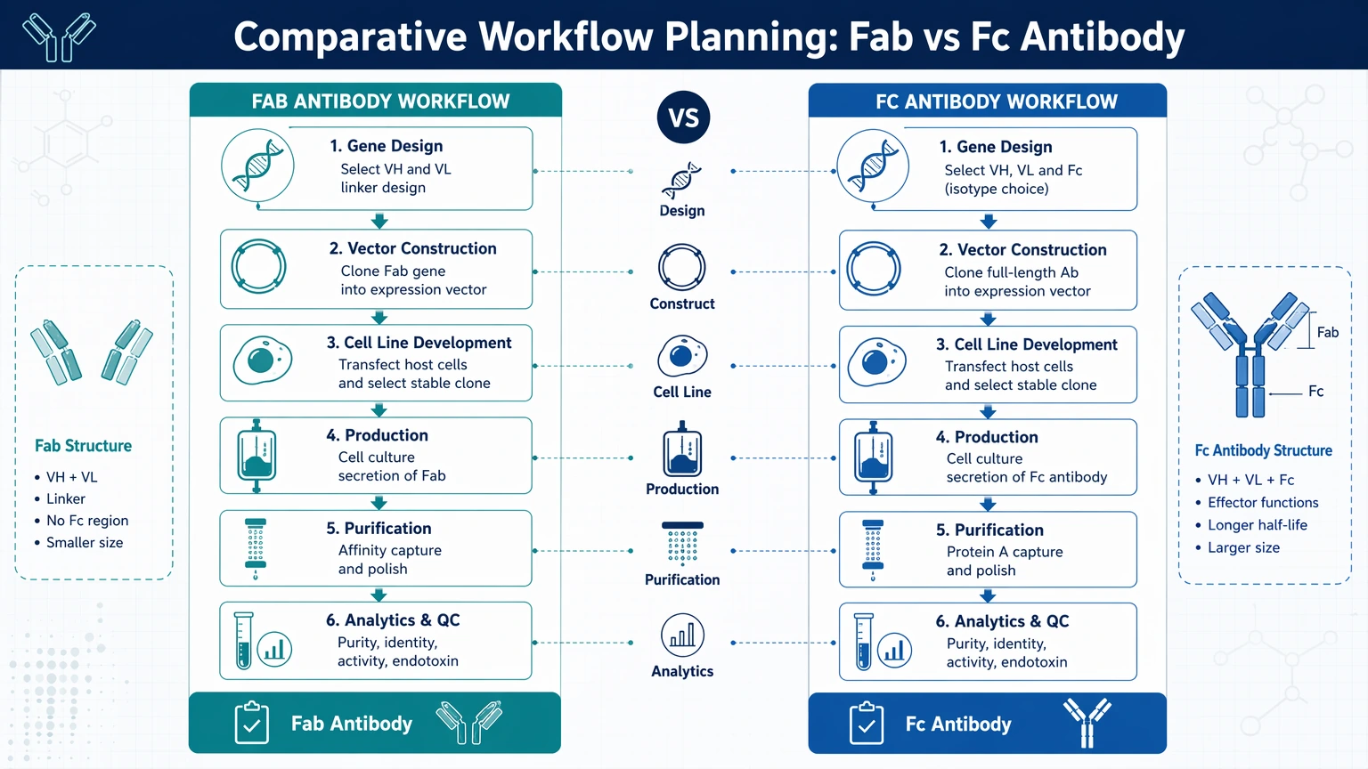 fab vs fc antibody Comparative workflow planning visual guide