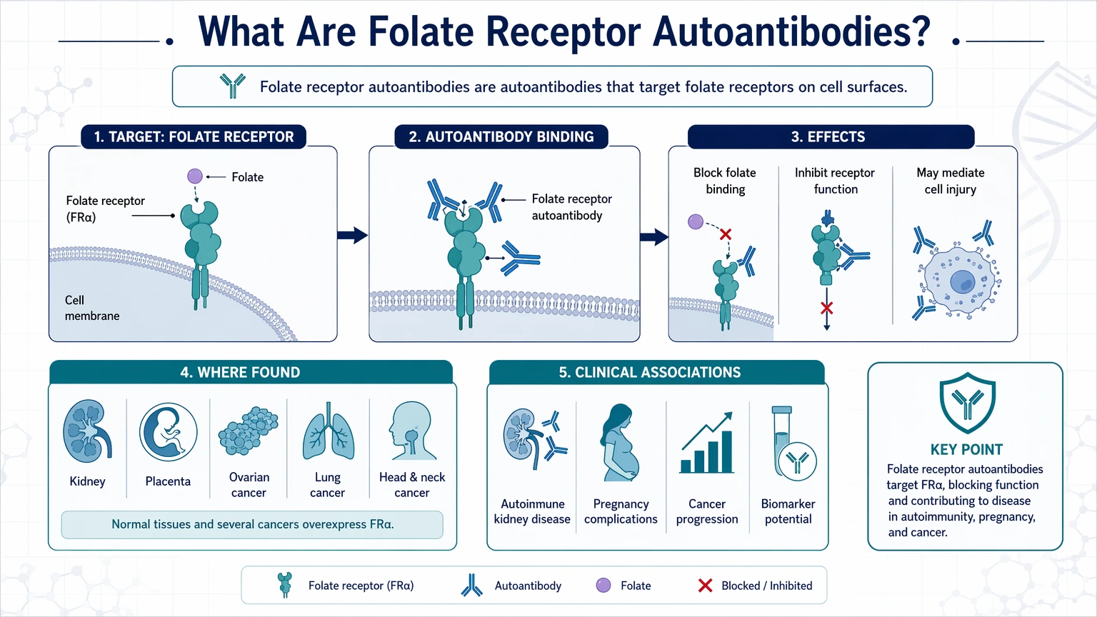 folate receptor autoantibodies What Are Folate Receptor Autoantibodies? visual guide