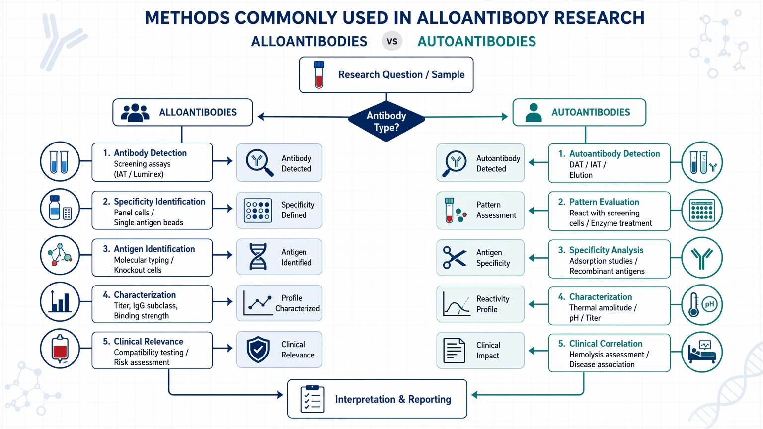 alloantibodies vs autoantibodies Methods Commonly Used in Alloantibody Research visual guide