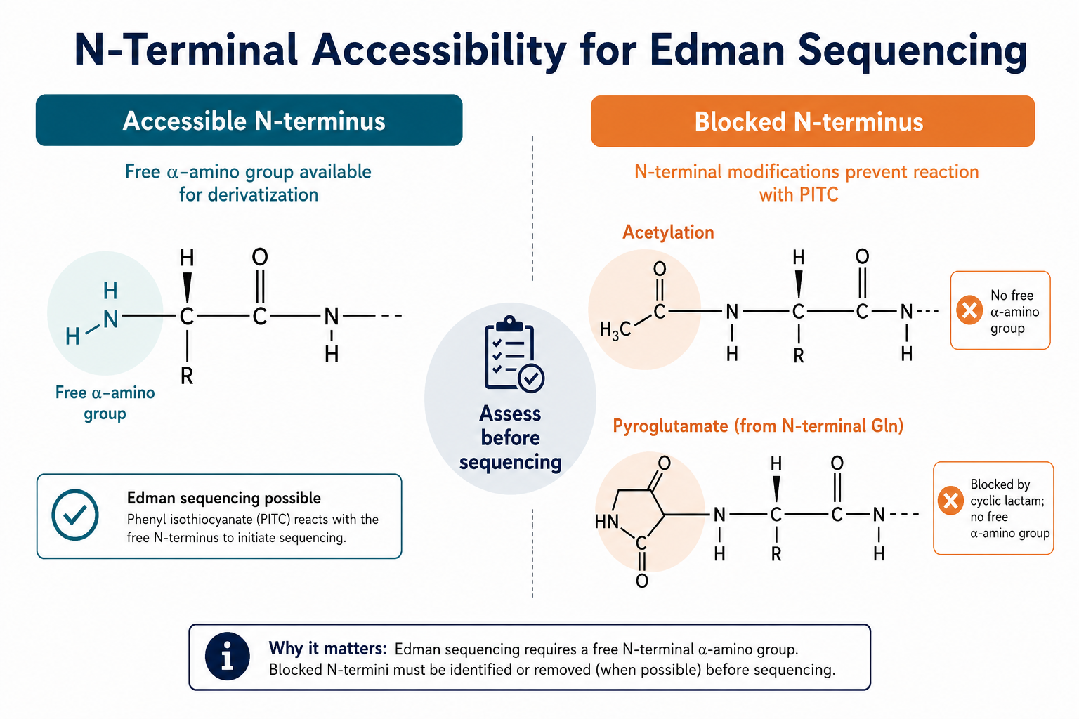 2074411238190829568-edman-n-terminal-accessibility.png