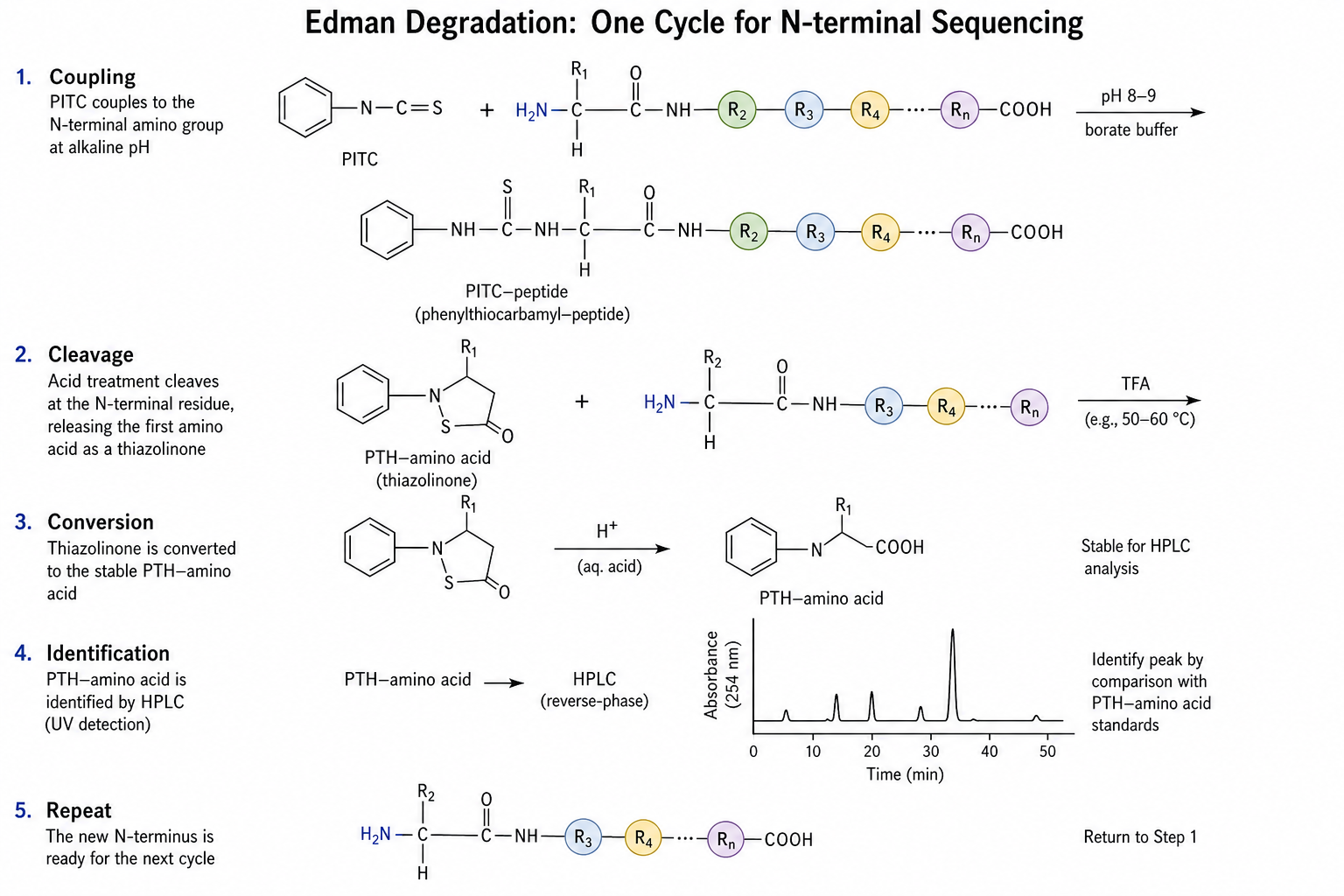 2075089888108171264-nterm-seq-fig3-edman-cycle.png