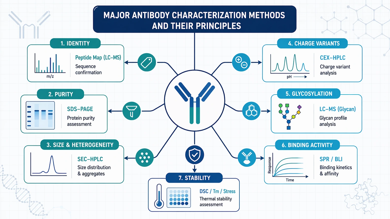 antibody characterization methods Major Antibody Characterization Methods and Their Principles visual guide