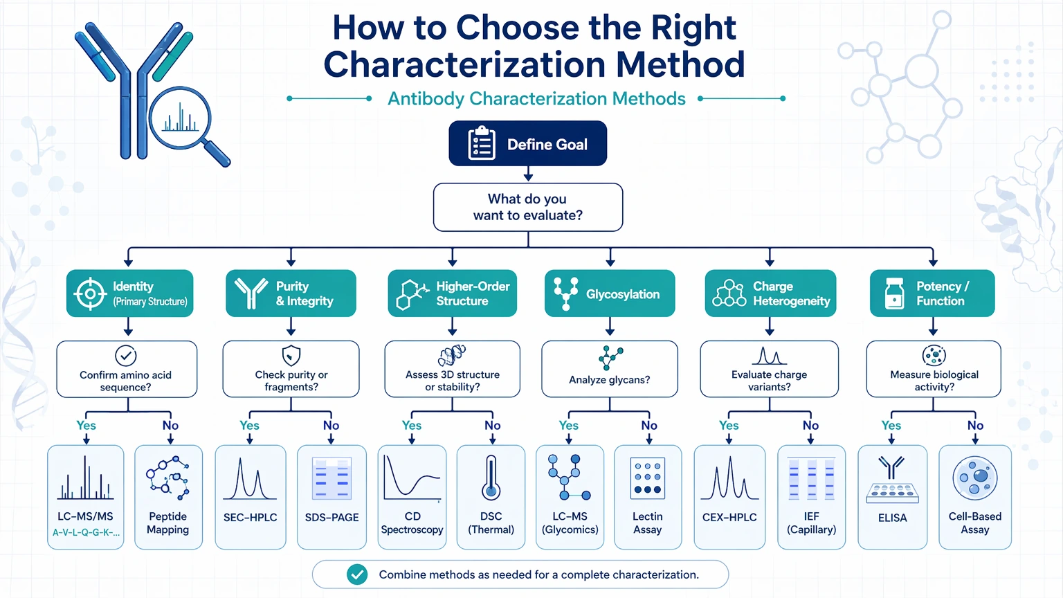 antibody characterization methods How to Choose the Right Characterization Method visual guide