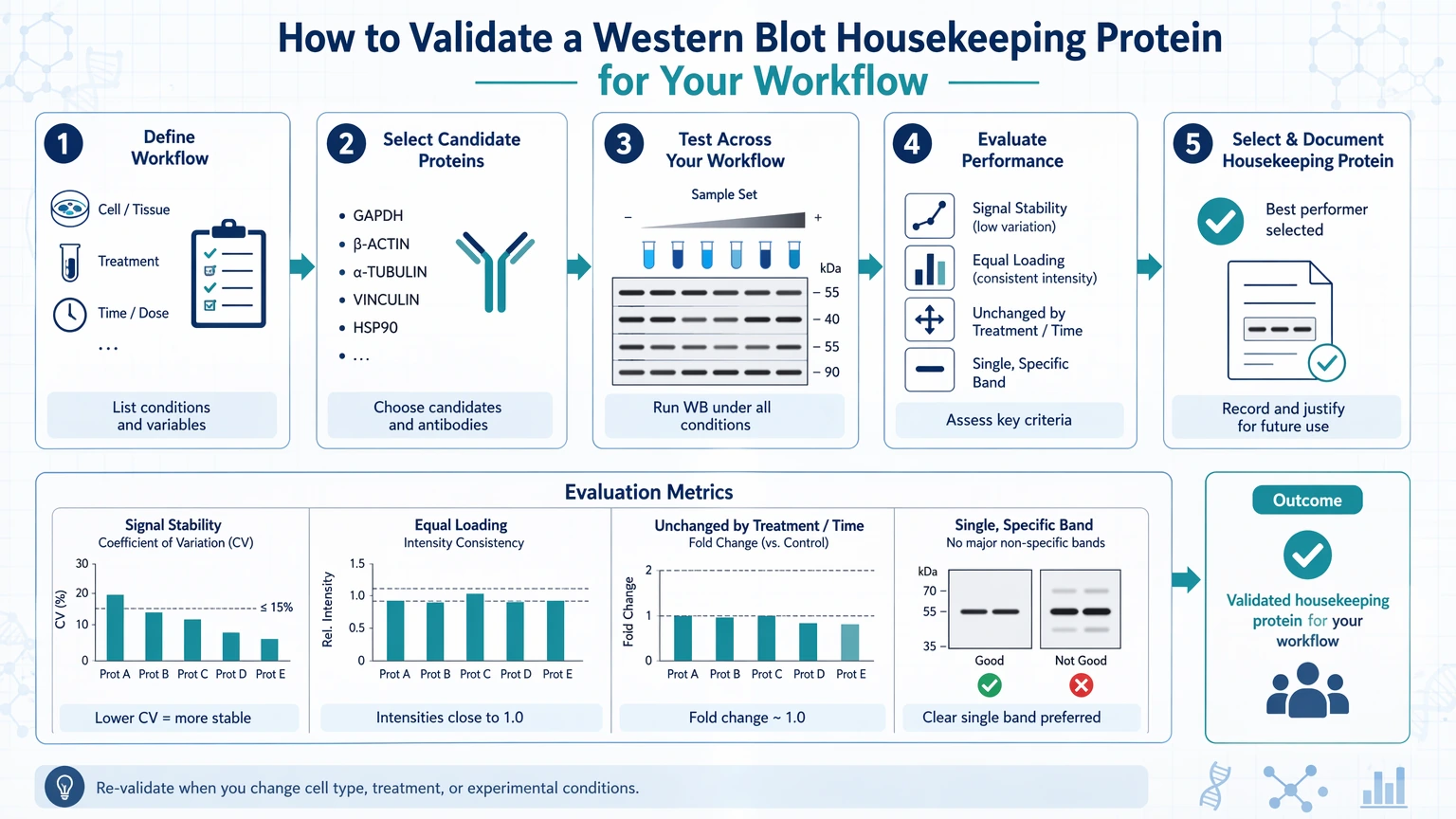 western blot housekeeping protein How to Validate a Western Blot Housekeeping Protein for Your Workflow visual guide