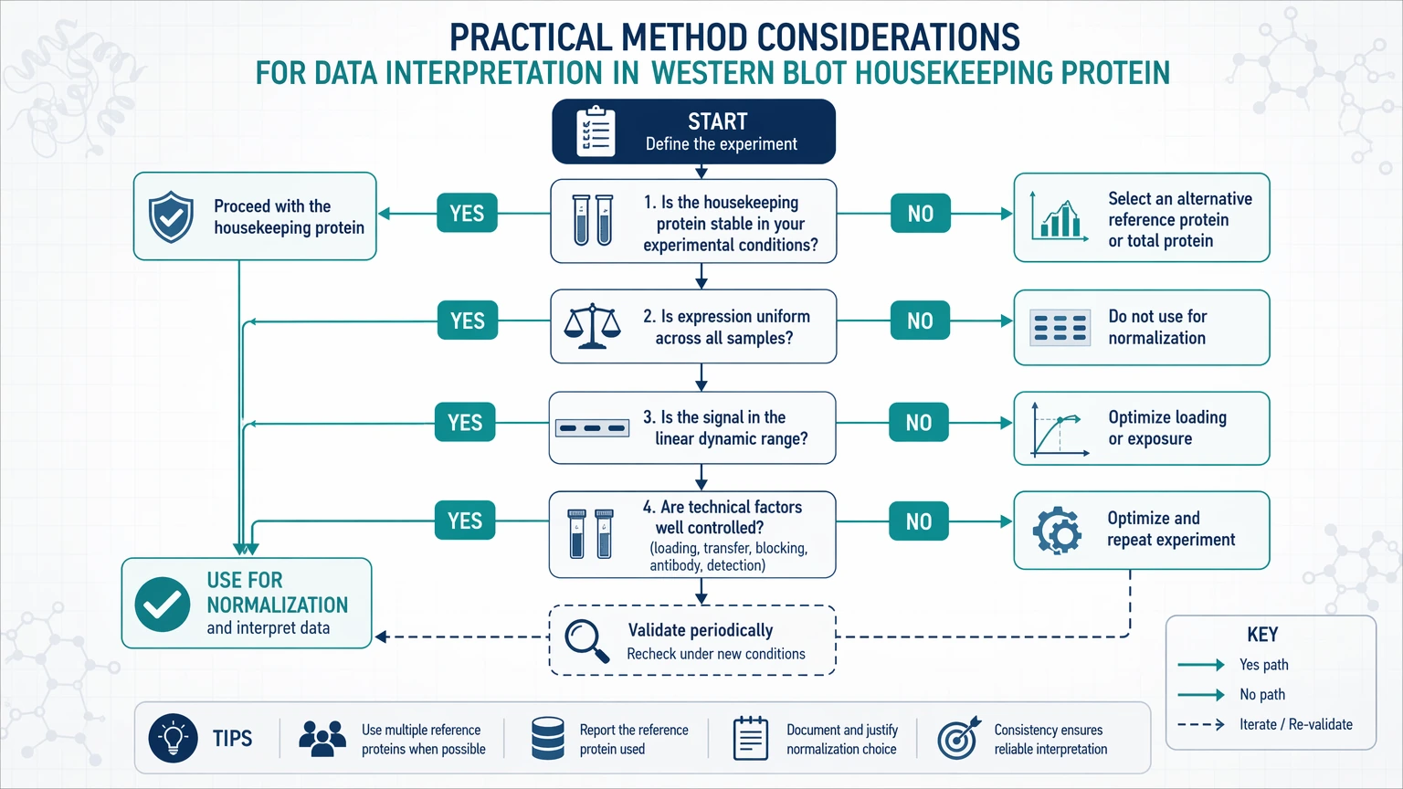 western blot housekeeping protein Practical Method Considerations for Data Interpretation visual guide