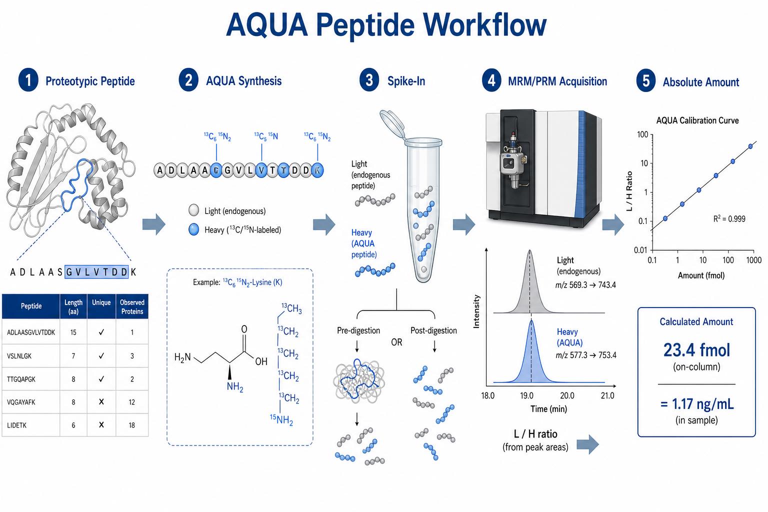 AQUA peptide workflow from synthesis and spike-in through MRM acquisition to absolute amount reporting AQUA peptide workflow from synthesis and spike-in through MRM acquisition to absolute amount reporting