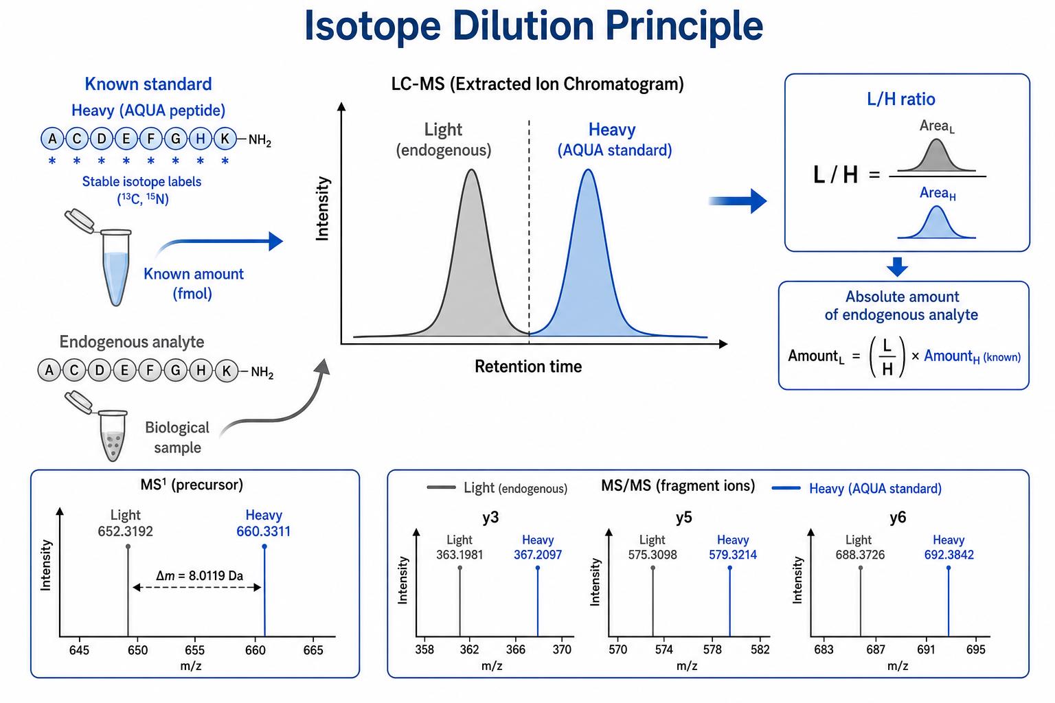 Isotope dilution principle showing AQUA peptide heavy peak paired with endogenous light peptide for absolute quantitation Isotope dilution principle showing AQUA peptide heavy peak paired with endogenous light peptide for absolute quantitation