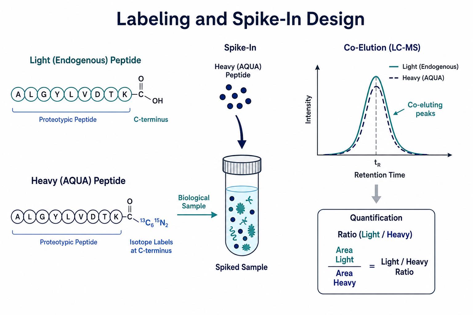 AQUA peptide labeling and spike-in design for calibrated quantitation AQUA peptide labeling and spike-in design for calibrated quantitation