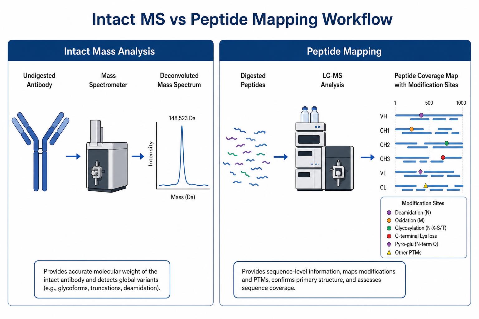 Workflow comparison of intact MS and bottom-up mapping
