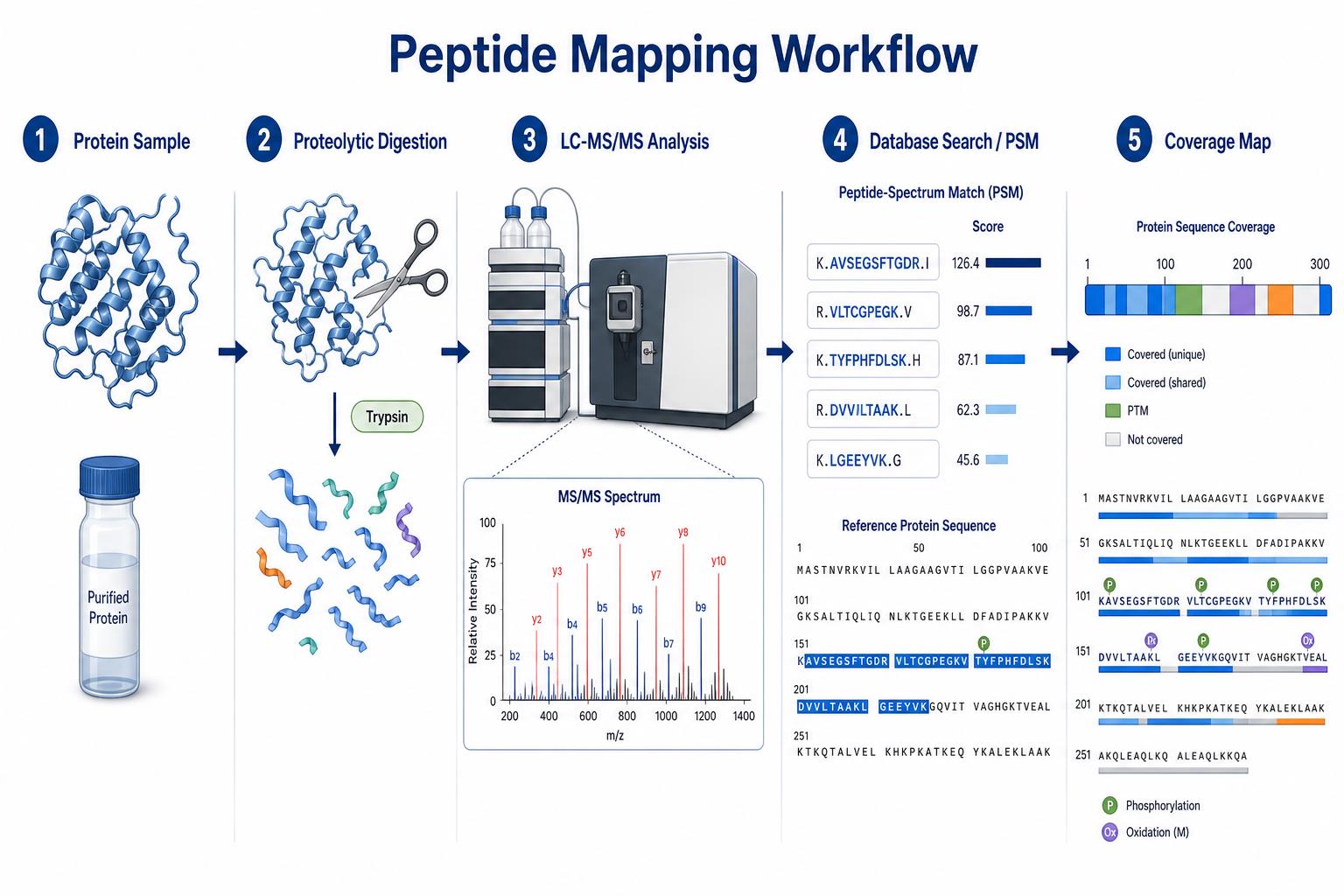 Peptide mapping analysis workflow from proteolytic digestion through LC-MS/MS PSM scoring to sequence coverage map Peptide mapping analysis workflow from proteolytic digestion through LC-MS/MS PSM scoring to sequence coverage map