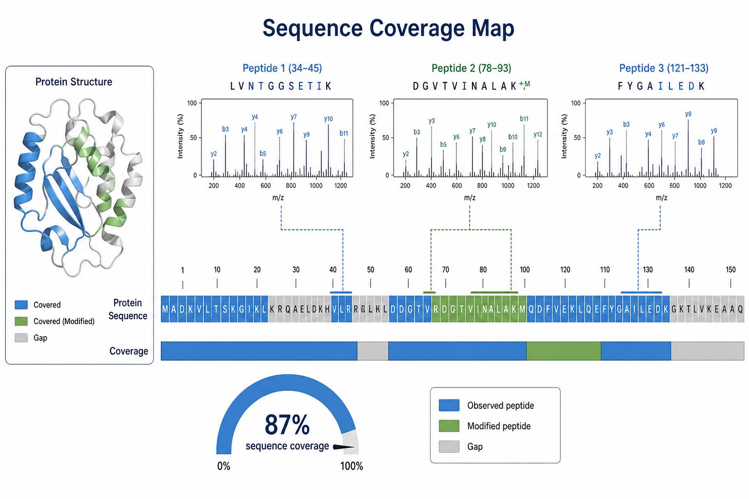 Sequence coverage map from peptide mapping analysis showing observed peptides PTM sites and coverage gaps Sequence coverage map from peptide mapping analysis showing observed peptides PTM sites and coverage gaps