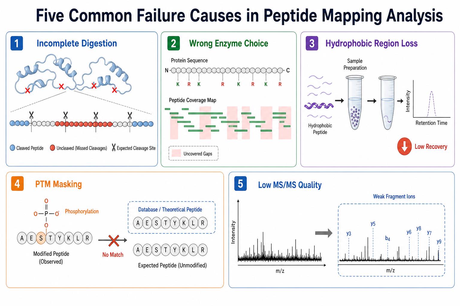 Common causes of incomplete peptide mapping analysis coverage including digestion enzyme choice and PTM interference Common causes of incomplete peptide mapping analysis coverage including digestion enzyme choice and PTM interference