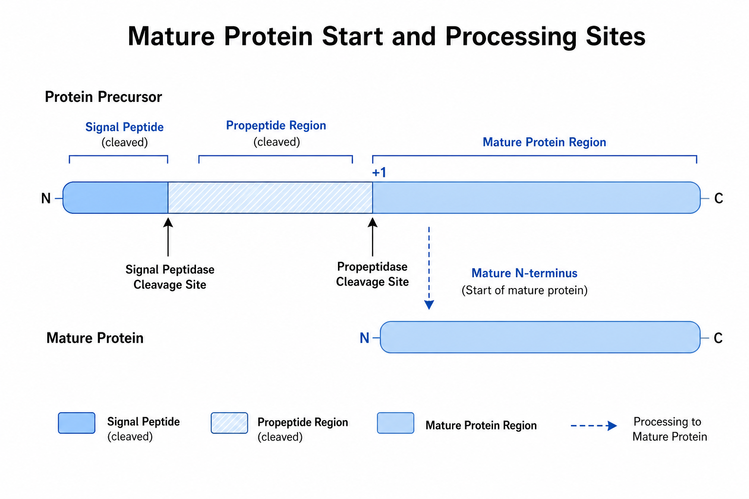 2079122972583481344-n-terminal-processing-sites-schematic.png