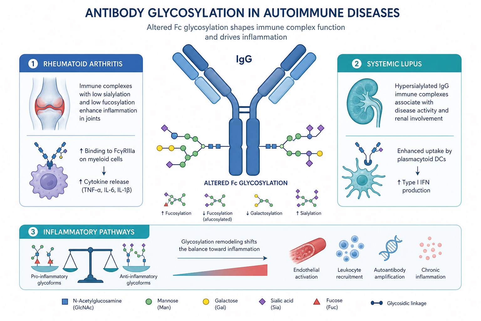 Overview of antibody glycosylation in autoimmune diseases across rheumatoid arthritis systemic lupus and inflammatory immune pathways Overview of antibody glycosylation in autoimmune diseases across rheumatoid arthritis systemic lupus and inflammatory immune pathways