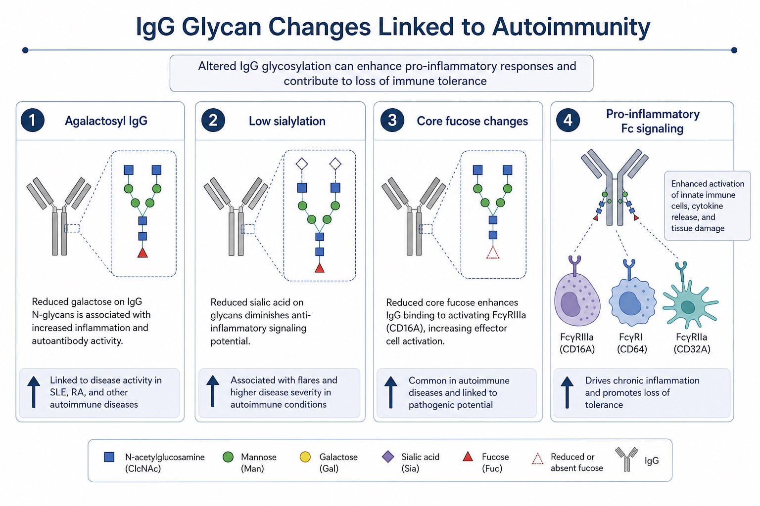 Common IgG glycan changes linked to autoimmune disease including agalactosyl IgG low sialylation and altered Fc glycan features Common IgG glycan changes linked to autoimmune disease including agalactosyl IgG low sialylation and altered Fc glycan features