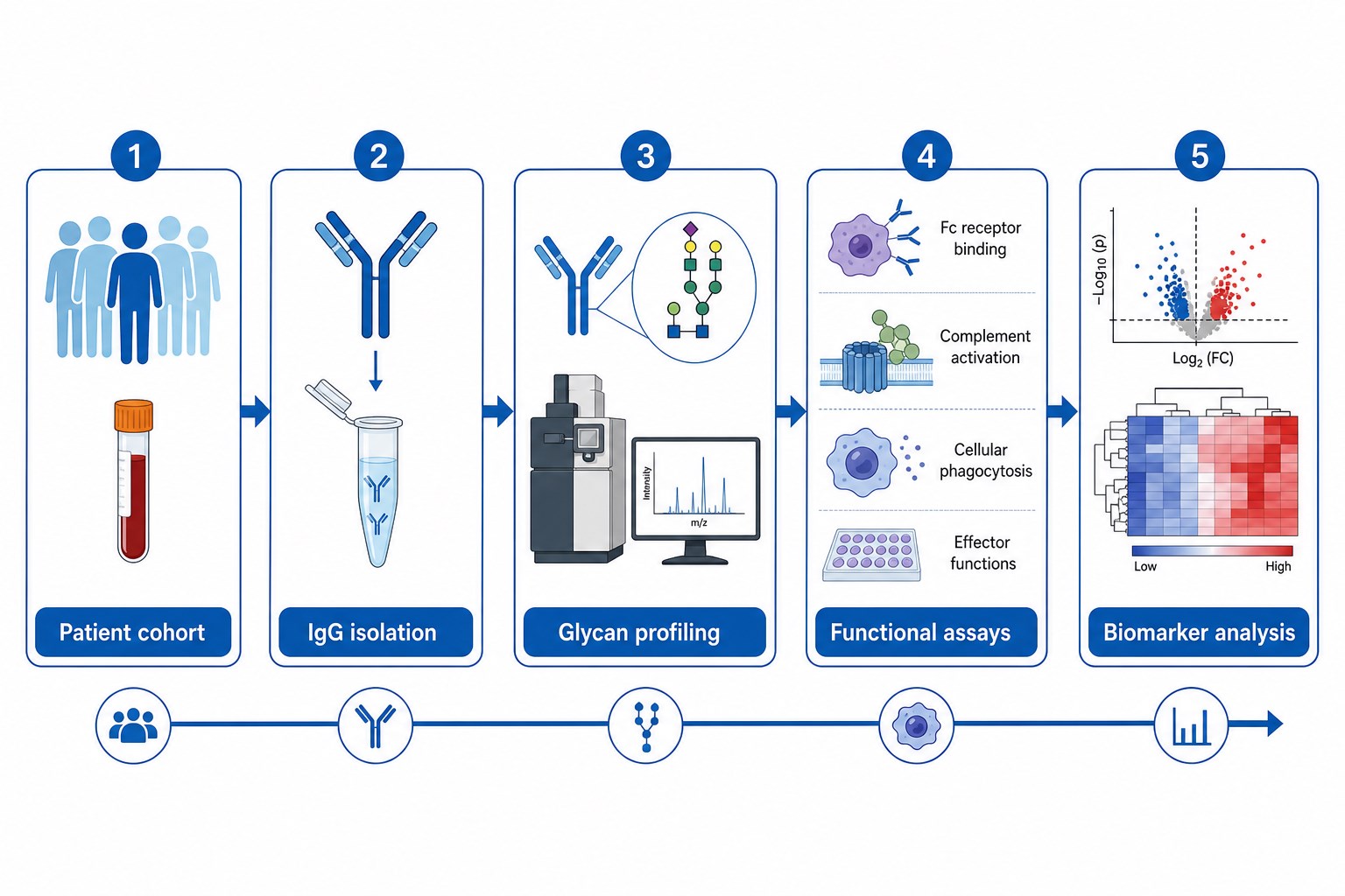 Research workflow for antibody glycosylation in autoimmune diseases from patient cohort and IgG isolation through glycan profiling and biomarker analysis Research workflow for antibody glycosylation in autoimmune diseases from patient cohort and IgG isolation through glycan profiling and biomarker analysis